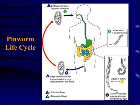 Life Cycle Of A Pinworm