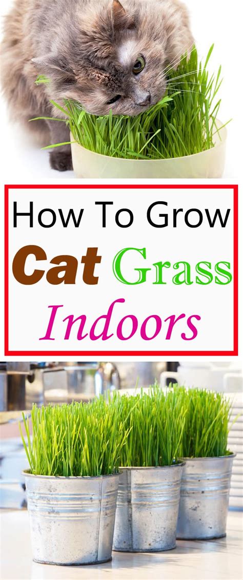 Growing Cat Grass Indoors | Balcony Garden Web