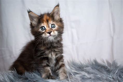 How Much Do Maine Coon Kittens Cost? - MaineCoon.org