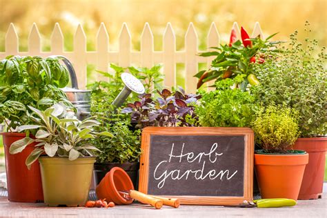 Enhance Any Garden with Herbs