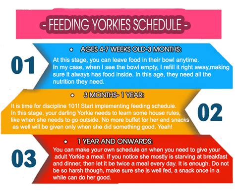 Best Dog Food For Yorkies: Really Right For Your Fur Baby!