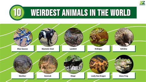 Top 10 Weirdest Animals in The World - A-Z Animals