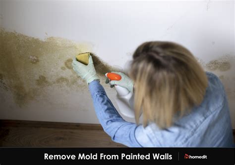 The Most Effective Method for Removing Mold From Painted Walls