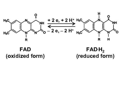 Biological oxidation Metabolism ATP Energy-rich