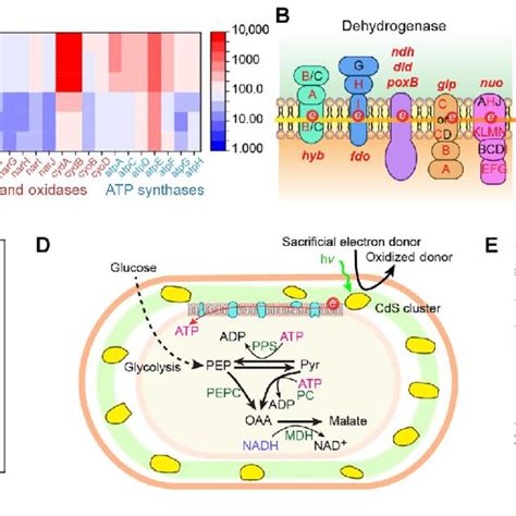 Periplasmic semiconductor biointerface may couple with electron ...