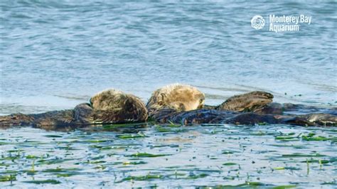 12 Relaxing Hours of Sleeping Sea Otters Bobbing In the Monterey Bay ...