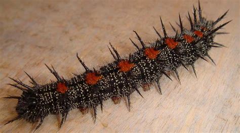 Types of Black Spiky Caterpillars (With Pictures) – Identification Guide