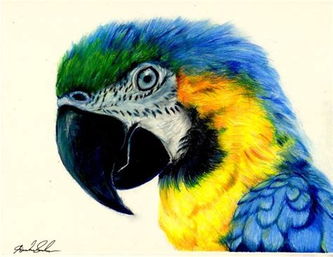 macaw face | Color pencil drawing, Color pencil art, Color pencil sketch