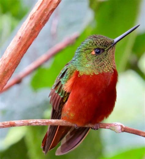 Stunning Birds in Ecuador | Outside My Window