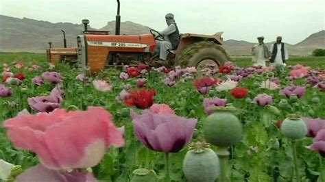 Opium production is rising in Afghanistan - BBC News