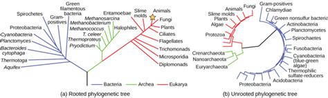 Structure of Phylogenetic Trees | Biology for Majors I