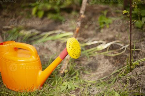 Watering can with water. Equipment in garden. Watering garden. 20346461 ...