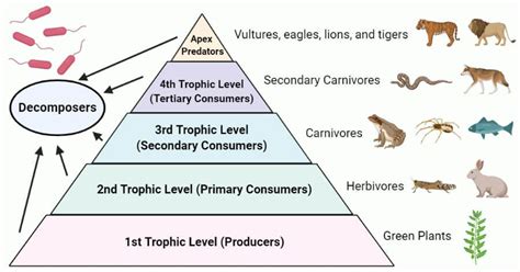 a pyramid with different types of animals and plants on it, labeled in ...