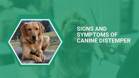 PPT - signs and symptoms of canine distemper (3) PowerPoint ...