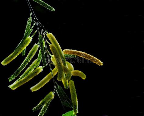 Honey Mesquite Tree Pods stock image. Image of landscape - 243538937