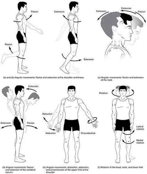 8.4E: Synovial Joint Movements - Medicine LibreTexts