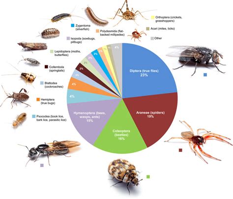 Proportional diversity of arthropod orders across all rooms. Average ...