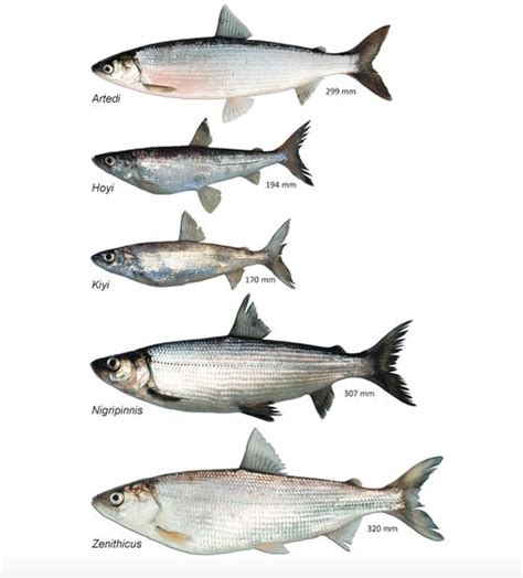 Fixing the food web: Cisco reintroduction to the Great Lakes could have ...