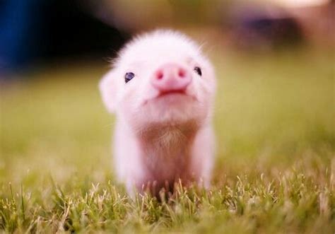 Adopt a teacup pig! | Pets | Pinterest