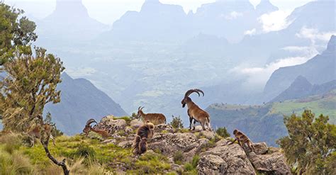 ethiopia-wildlife | Good Nature Travel Blog