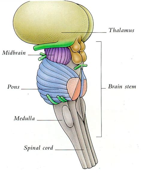 Brain Stem Diagram | Quizlet