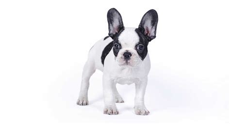 Boston Terrier Colors - Discover More About The Unique Boston Coat