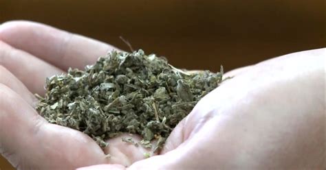 New Haven overdoses: Why is K2 synthetic marijuana so dangerous? - CBS News