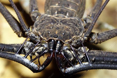 Tailless whipscorpion - Stock Image - Z424/0015 - Science Photo Library