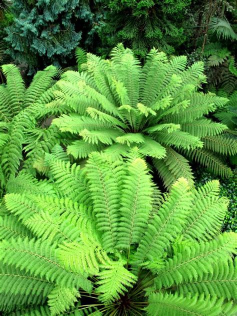 Use Ferns in Your Garden Design | HGTV