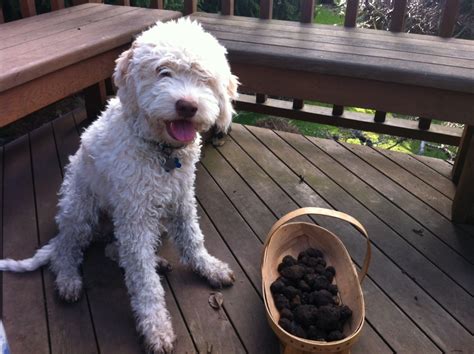 Training dog for truffle hunting, how to make cake piping icing, dirty ...