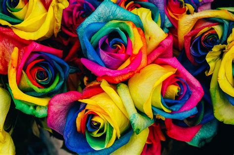 Are Rainbow Roses Real? | Plant Addicts