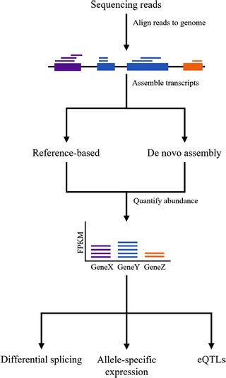 RNA‐seq data analysis [31]: Following typical RNA‐seq experiments,... | Download Scientific Diagram