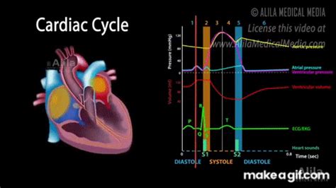 The Cardiac Cycle, Animation on Make a GIF