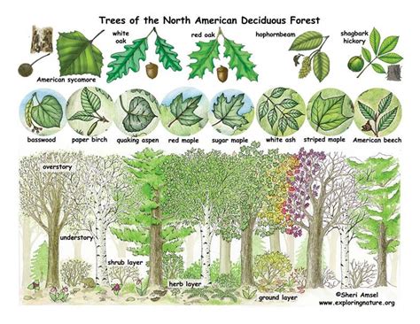 Deciduous Forest Animals List