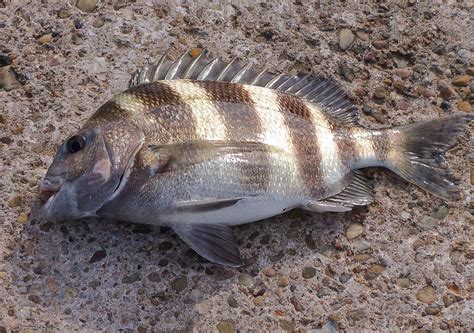 Sheepshead Fish