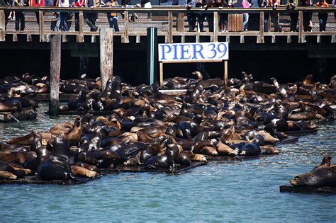 Sea Lions At Pier 39, San Francisco, California Photograph by Aidan ...