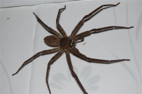 The Brown Huntsman Spider - scientifeeq