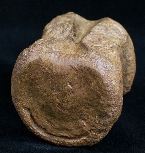 Nicely Preserved Pachycephalosaurus Vertebrae (#9939) For Sale ...