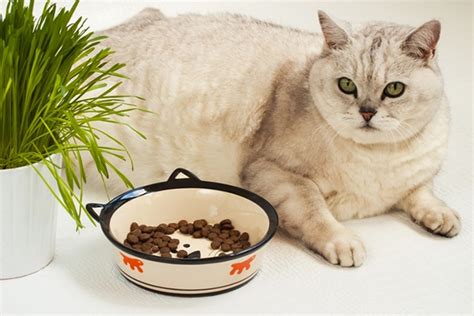 If Your Cat Is Always Hungry, We’ve Found 5 Reasons Why - Catster