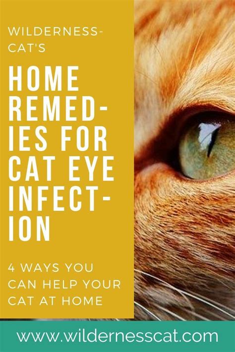 Home Remedies for Cat Eye Infection - Wildernesscat | Cat eye infection ...