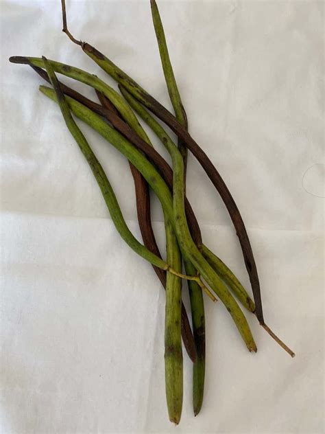 Catalpa tree seed pods - Foraged