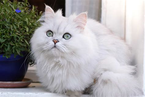 White Persian Cat: Info, Genetics, Traits & FAQs (With Pictures)