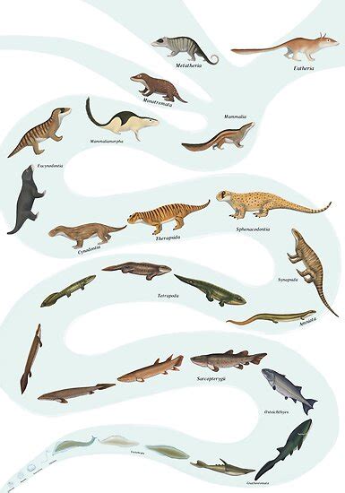 "Mammal evolution" Posters by synapsid | Redbubble