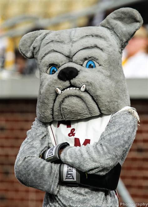 Who is the state's best college football mascot? Check out our 12 favorites