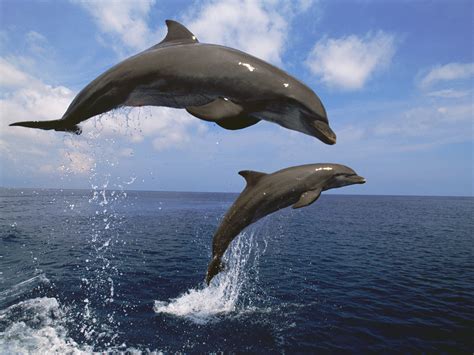 Bottlenose Dolphin - Best Pictures and Decription Forwardset.Com