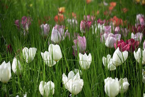 Tulip field Photograph by Jonathan Weston - Fine Art America