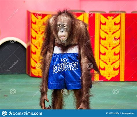 Orangutan Muay Thai Kick Boxing Editorial Stock Image - Image of asian ...