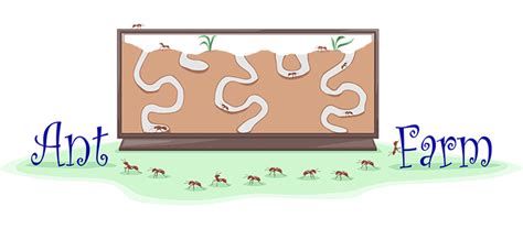 Build an Ant Farm | Ask A Biologist