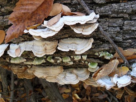 Can you help me identify a fungus growing on my oak tree? It looks like ...