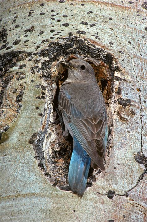 Mountain Bluebird at nest hole - Stock Image - F031/5441 - Science ...